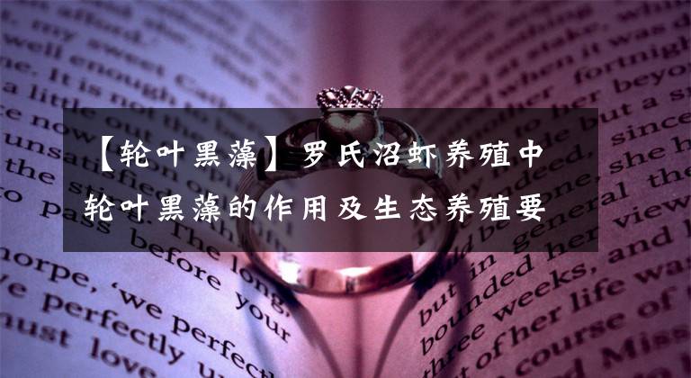 【轮叶黑藻】罗氏沼虾养殖中轮叶黑藻的作用及生态养殖要点