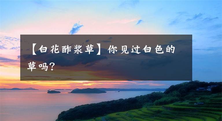 【白花酢浆草】你见过白色的草吗？