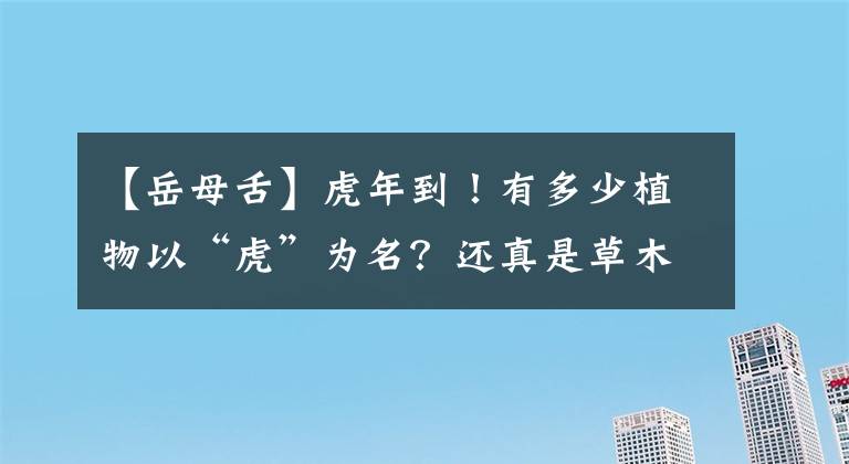 【岳母舌】虎年到！有多少植物以“虎”为名？还真是草木皆虎……