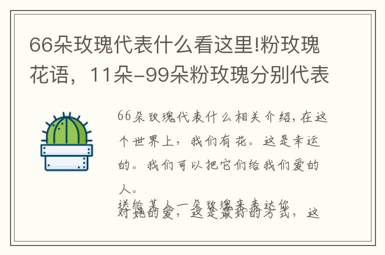 66朵玫瑰代表什么看这里!粉玫瑰花语，11朵-99朵粉玫瑰分别代表什么？文章配图