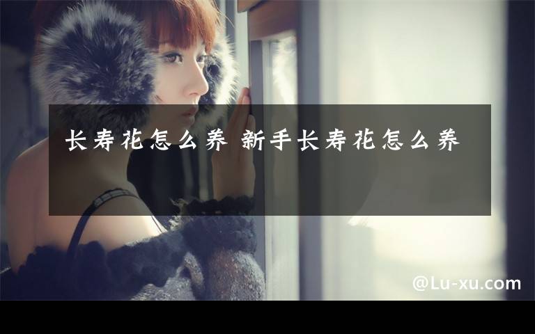 长寿花怎么养 新手长寿花怎么养