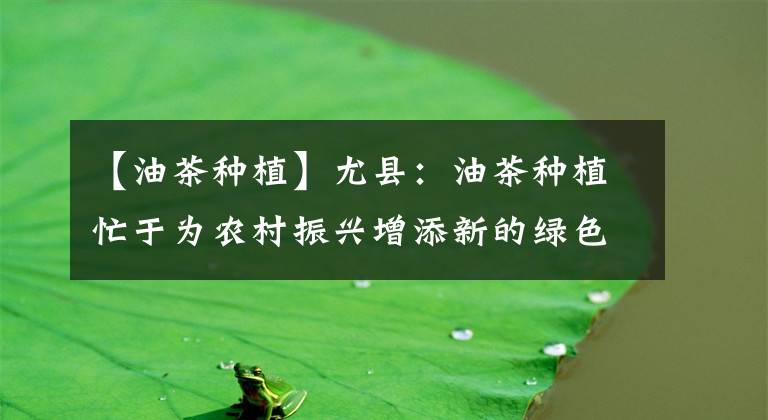 【油茶种植】尤县：油茶种植忙于为农村振兴增添新的绿色。