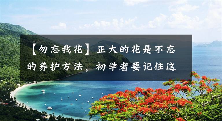 【勿忘我花】正大的花是不忘的养护方法，初学者要记住这六点，树桩和花纹不用说了。文章配图
