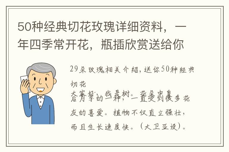50种经典切花玫瑰详细资料，一年四季常开花，瓶插欣赏送给你文章配图