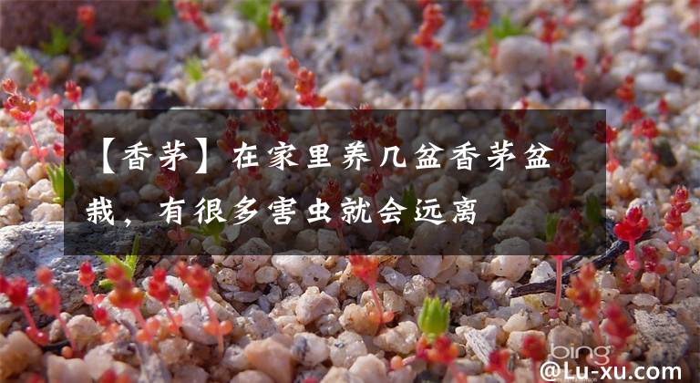 【香茅】在家里养几盆香茅盆栽，有很多害虫就会远离