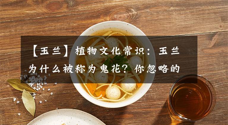 【玉兰】植物文化常识：玉兰为什么被称为鬼花？你忽略的细节故事。文章配图