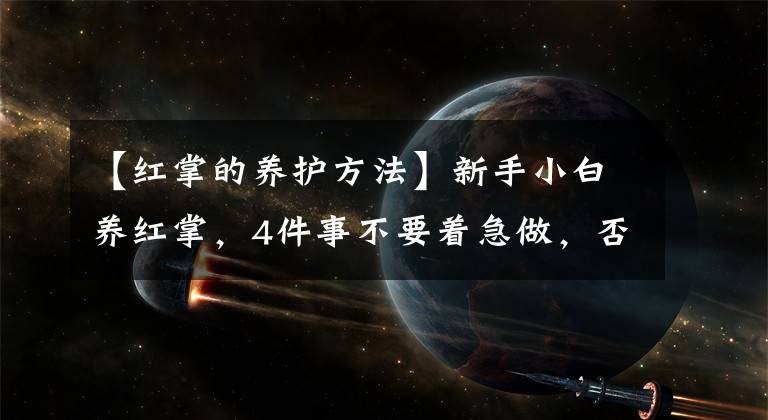 【红掌的养护方法】新手小白养红掌，4件事不要着急做，否则到头来竹篮打水一场空