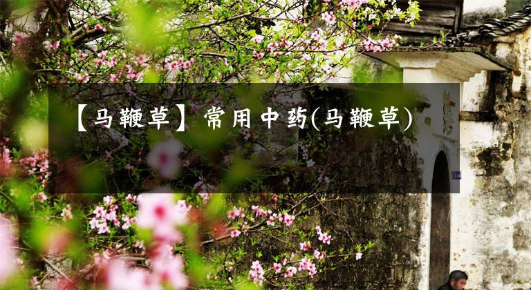 【马鞭草】常用中药(马鞭草)文章配图
