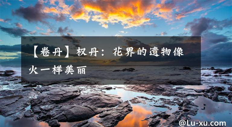 【卷丹】权丹：花界的遗物像火一样美丽文章配图