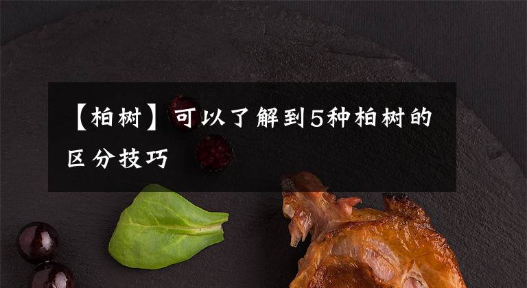 【柏树】可以了解到5种柏树的区分技巧文章配图
