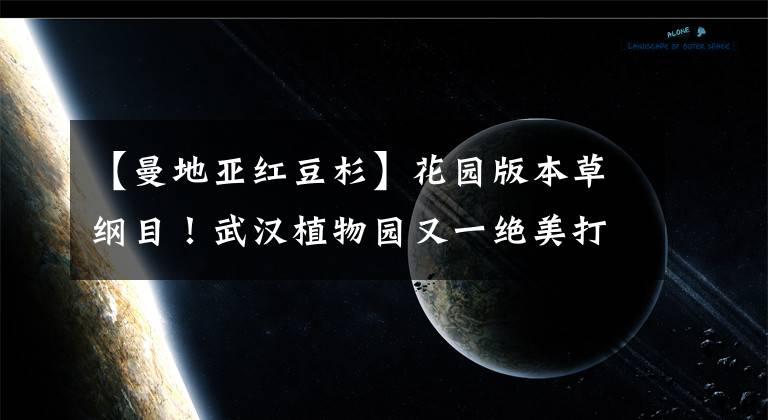 【曼地亚红豆杉】花园版本草纲目！武汉植物园又一绝美打卡点春日惊艳上新