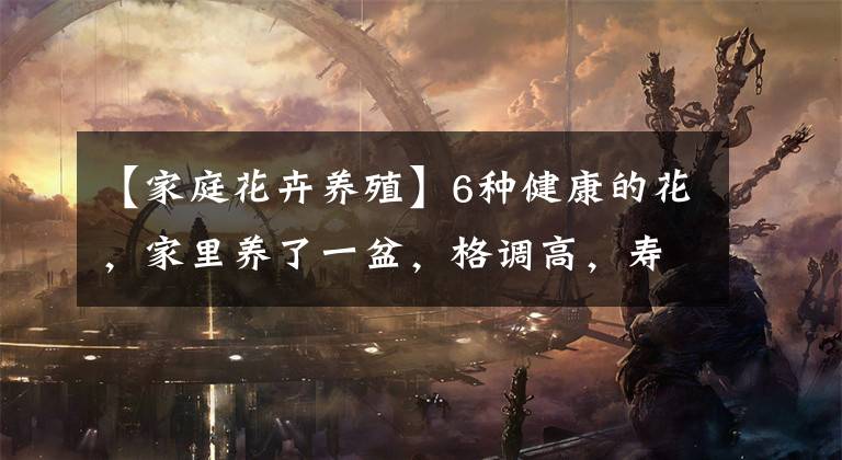 【家庭花卉养殖】6种健康的花，家里养了一盆，格调高，寿命长，干净，健康，幸运文章配图