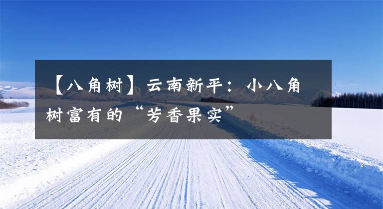 【八角树】云南新平：小八角树富有的“芳香果实”