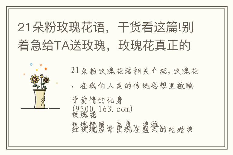 21朵粉玫瑰花语，干货看这篇!别着急给TA送玫瑰，玫瑰花真正的花语你知道吗？文章配图