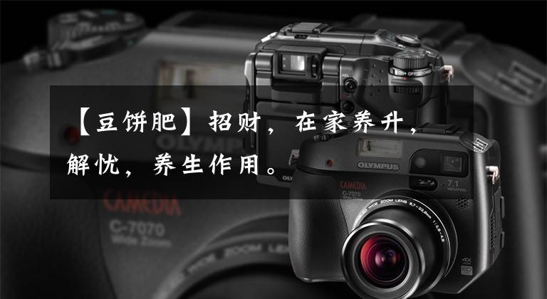 【豆饼肥】招财，在家养升，解忧，养生作用。文章配图