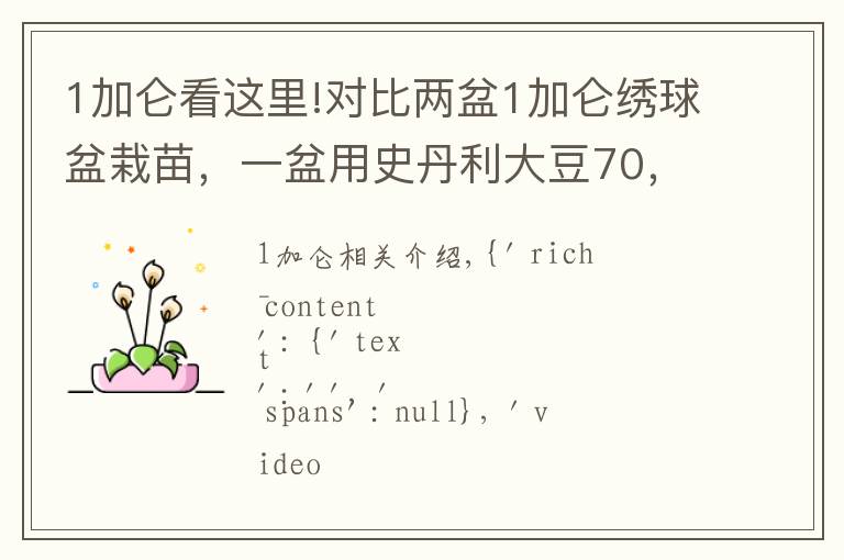 1加仑看这里!对比两盆1加仑绣球盆栽苗，一盆用史丹利大豆70，一盆不使用