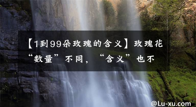 【1到99朵玫瑰的含义】玫瑰花“数量”不同，“含义”也不同，送错了容易闹笑话