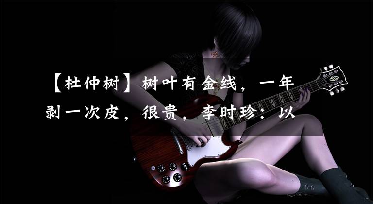 【杜仲树】树叶有金线，一年剥一次皮，很贵，李时珍：以前是杜仲中得这条路。文章配图