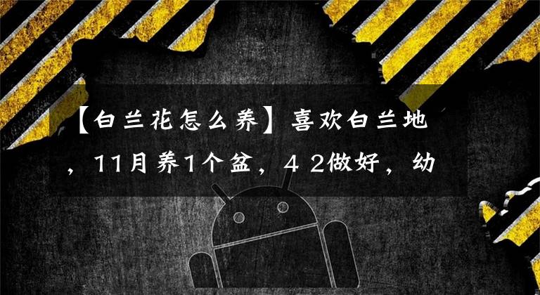 【白兰花怎么养】喜欢白兰地，11月养1个盆，4 2做好，幼苗明年开花文章配图