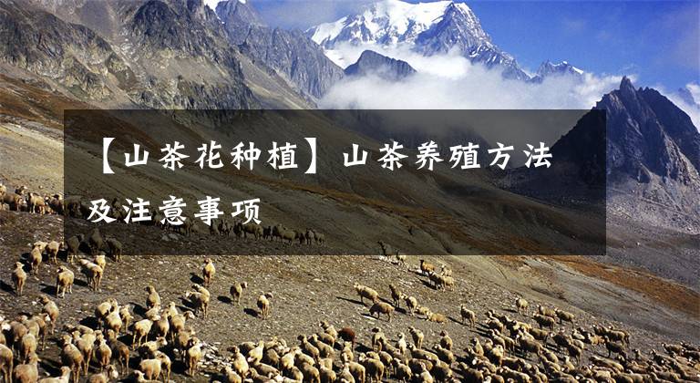 【山茶花种植】山茶养殖方法及注意事项文章配图