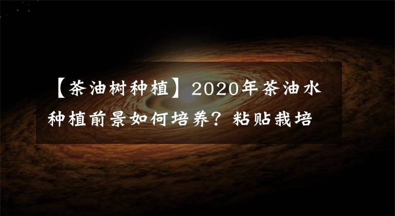 【茶油树种植】2020年茶油水种植前景如何培养？粘贴栽培技术文章配图