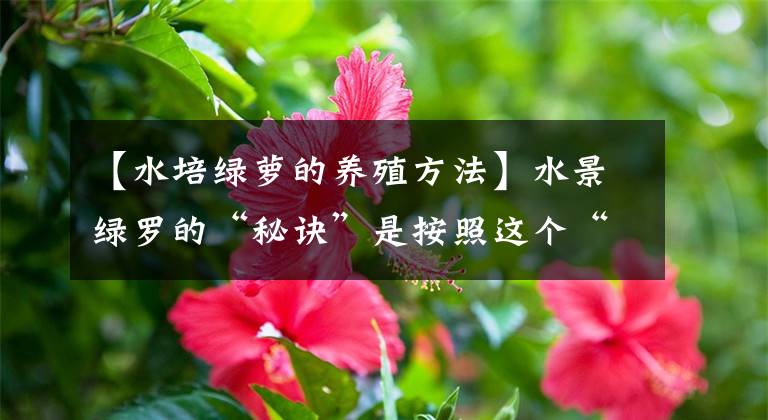 【水培绿萝的养殖方法】水景绿罗的“秘诀”是按照这个“程序”，在7天的时间里生根发芽文章配图