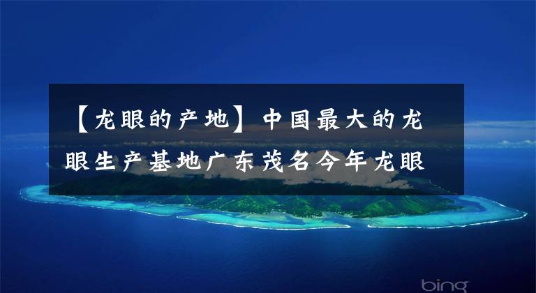 【龙眼的产地】中国最大的龙眼生产基地广东茂名今年龙眼产量创历史新高。
