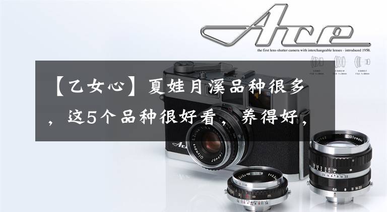 【乙女心】夏娃月溪品种很多，这5个品种很好看，养得好，适合家庭养殖文章配图