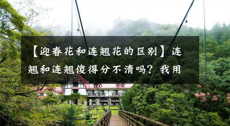 【迎春花和连翘花的区别】连翘和连翘傻得分不清吗？我用几个简单的方法教你分辨