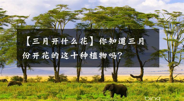【三月开什么花】你知道三月份开花的这十种植物吗？文章配图