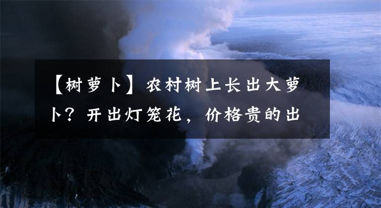 【树萝卜】农村树上长出大萝卜？开出灯笼花，价格贵的出奇