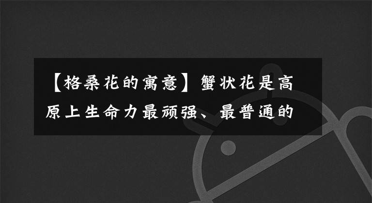 【格桑花的寓意】蟹状花是高原上生命力最顽强、最普通的野花，意思是幸福和吉祥