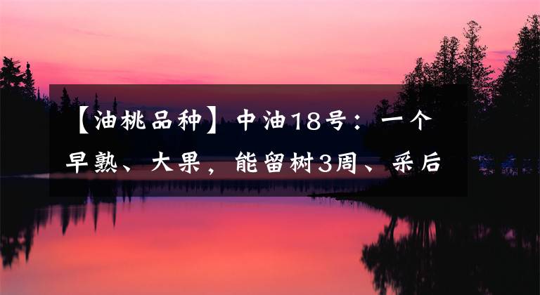 【油桃品种】中油18号：一个早熟、大果，能留树3周、采后还不软的油桃品种