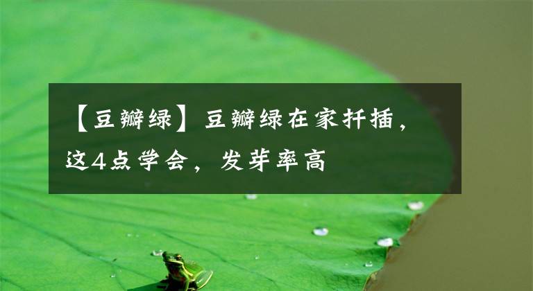 【豆瓣绿】豆瓣绿在家扦插，这4点学会，发芽率高