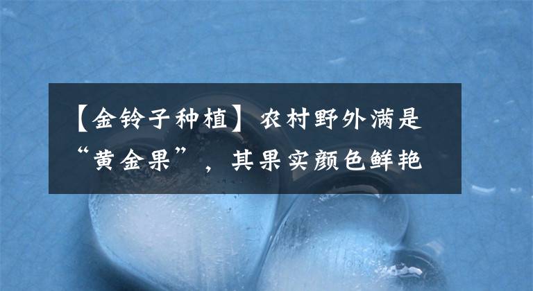 【金铃子种植】农村野外满是“黄金果”，其果实颜色鲜艳，但吃的方法要注意