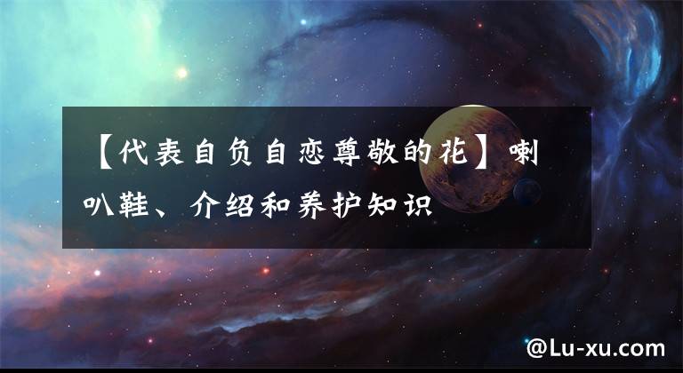 【代表自负自恋尊敬的花】喇叭鞋、介绍和养护知识