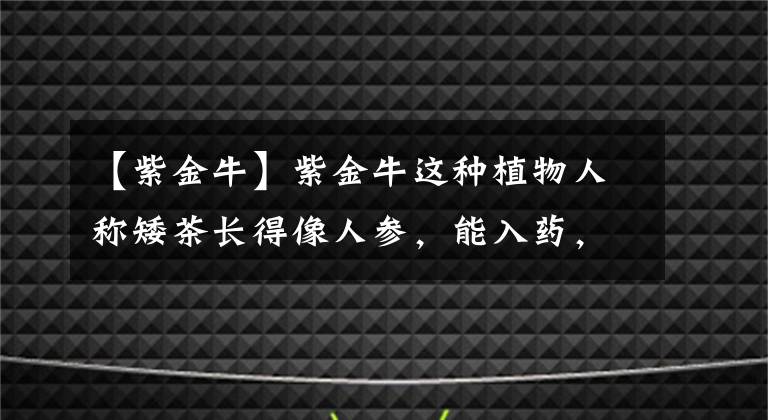 【紫金牛】紫金牛这种植物人称矮茶长得像人参，能入药，市场上卖28元一斤