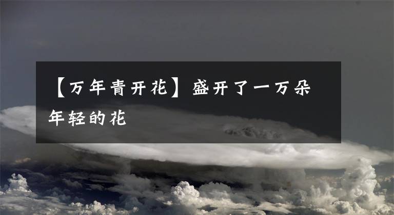 【万年青开花】盛开了一万朵年轻的花文章配图