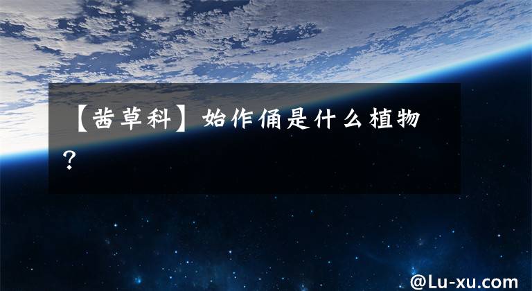 【茜草科】始作俑是什么植物？文章配图