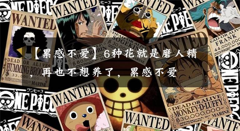 【累感不爱】6种花就是磨人精，再也不想养了，累感不爱