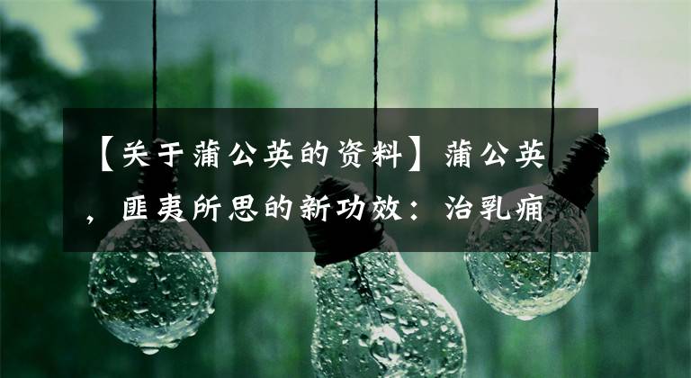【关于蒲公英的资料】蒲公英，匪夷所思的新功效：治乳痈、化热毒，还能抗癌