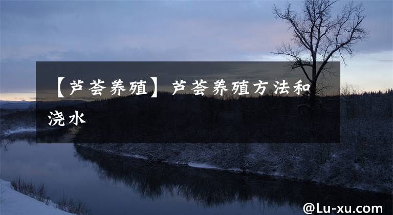 【芦荟养殖】芦荟养殖方法和浇水