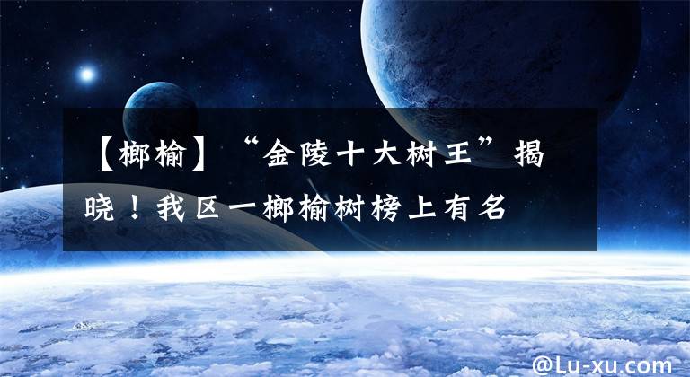 【榔榆】“金陵十大树王”揭晓！我区一榔榆树榜上有名