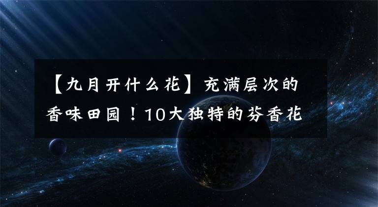 【九月开什么花】充满层次的香味田园！10大独特的芬香花卉及3大著名花田