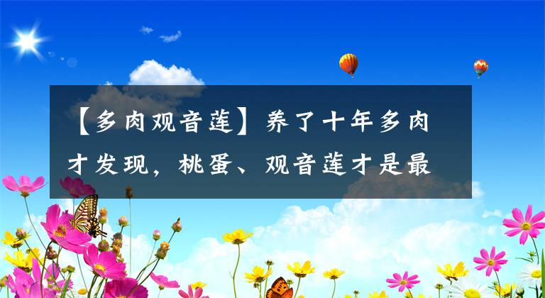 【多肉观音莲】养了十年多肉才发现，桃蛋、观音莲才是最丑的，这些品种最漂亮