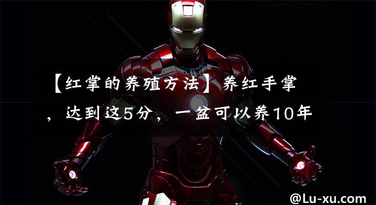 【红掌的养殖方法】养红手掌，达到这5分，一盆可以养10年，一年四季红花不断盛开文章配图