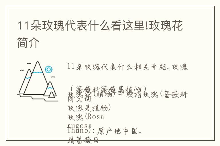 11朵玫瑰代表什么看这里!玫瑰花简介文章配图