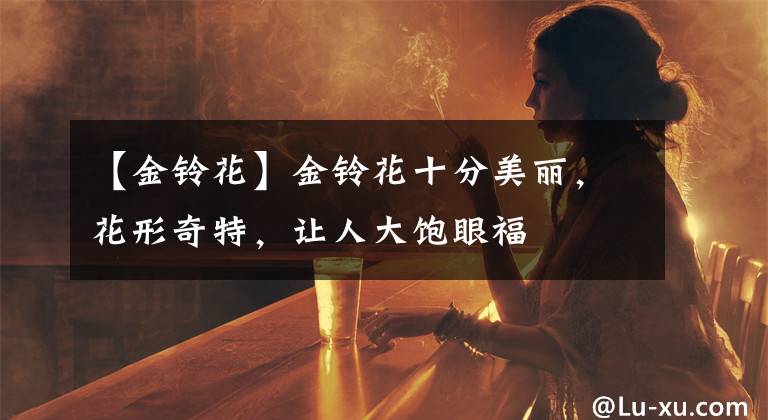 【金铃花】金铃花十分美丽，花形奇特，让人大饱眼福