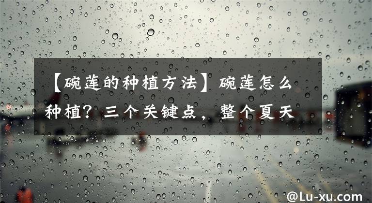 【碗莲的种植方法】碗莲怎么种植？三个关键点，整个夏天都开花文章配图