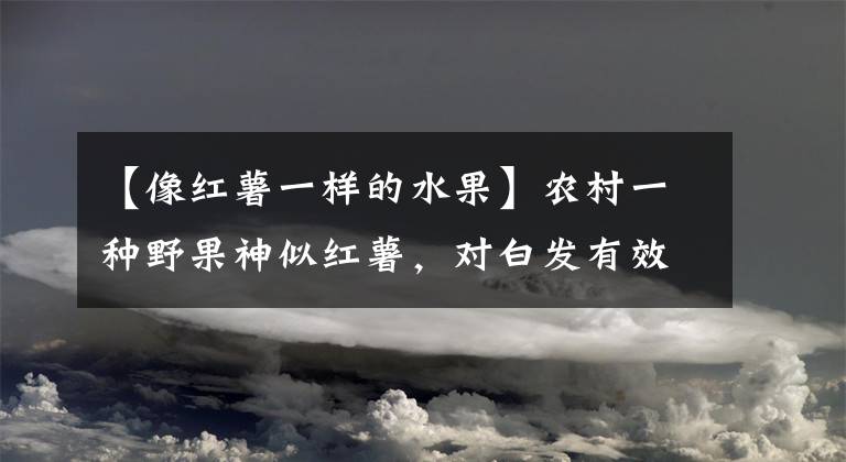 【像红薯一样的水果】农村一种野果神似红薯，对白发有效，如今50元一斤成摇钱树